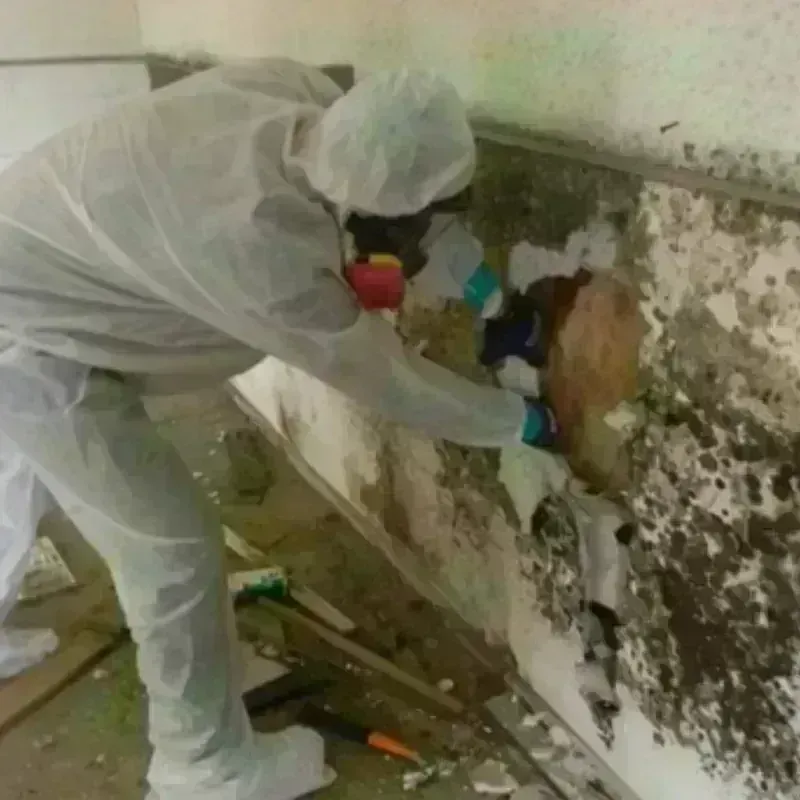 Mold Remediation and Removal in Jerome, PA